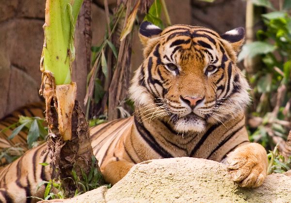 Malayan Tiger - Phantera Tigris Jacksoni
