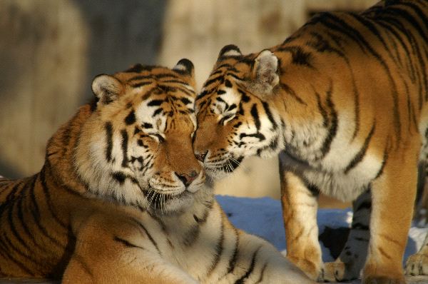 Nice Couple of Tigers