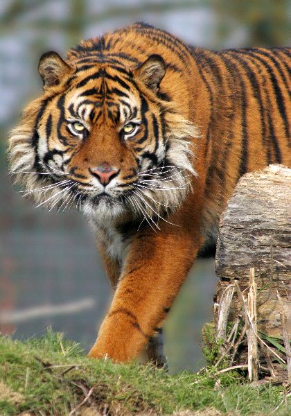 Sumatran Tiger in Kent UK