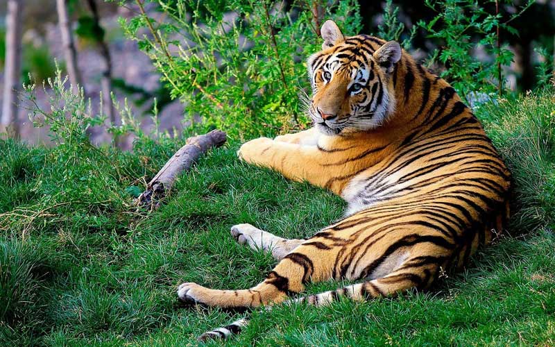 Información sobre el tigre de Bengala.