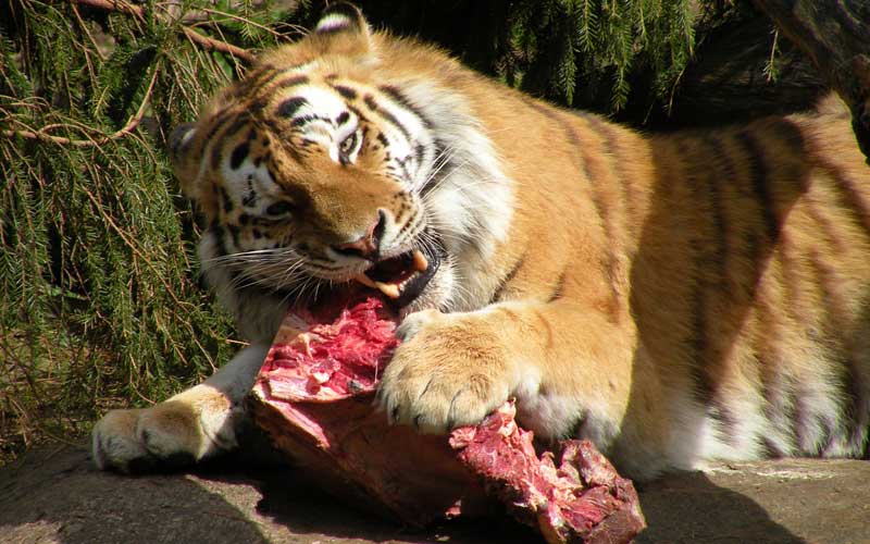 Feeding habits of tigers.