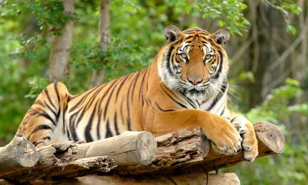 Panthera tigris tigris.