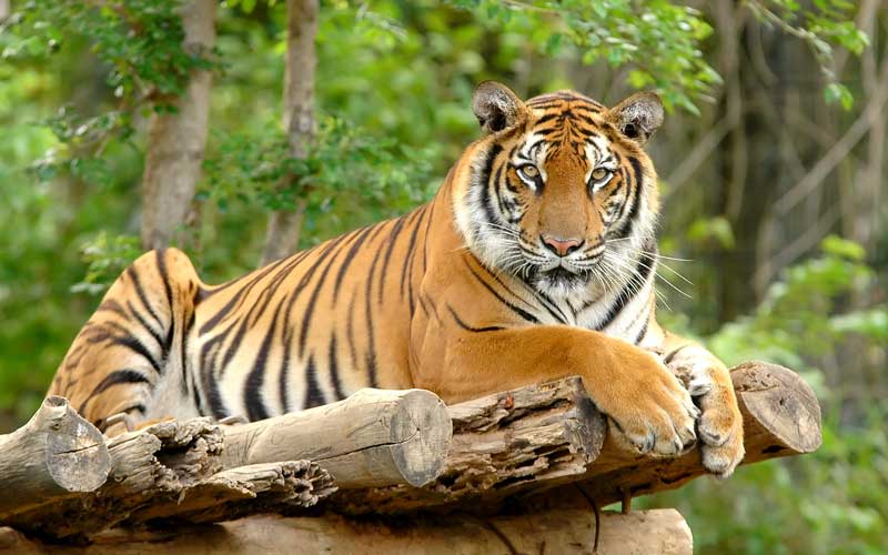 Panthera tigris tigris.