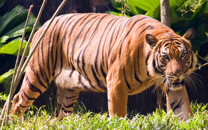 Panthera tigris jacksoni.