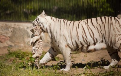 Tiger Reproduction