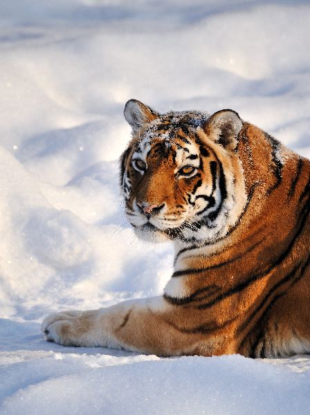 Siberian Tiger Resting On Snow