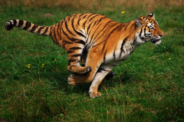 Tigre corriendo  Tiger, Animals amazing, Animals wild