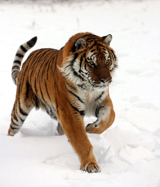tigre_adulto_corriendo_nieve