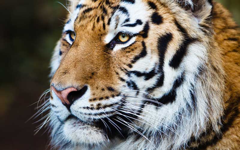Panthera tigris altaica.