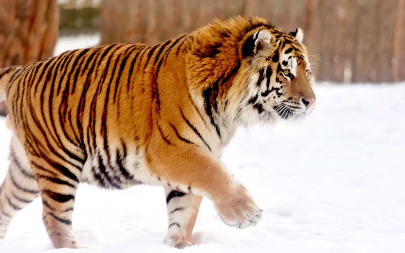 Características del tigre siberiano.