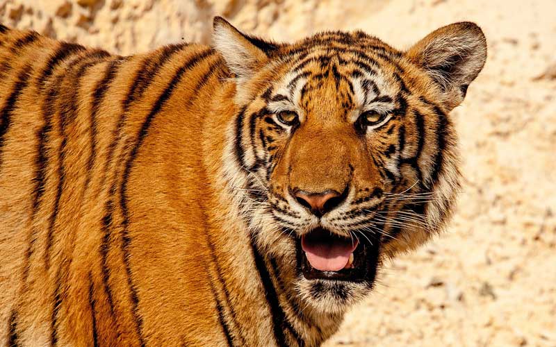 Panthera tigris amoyensis.