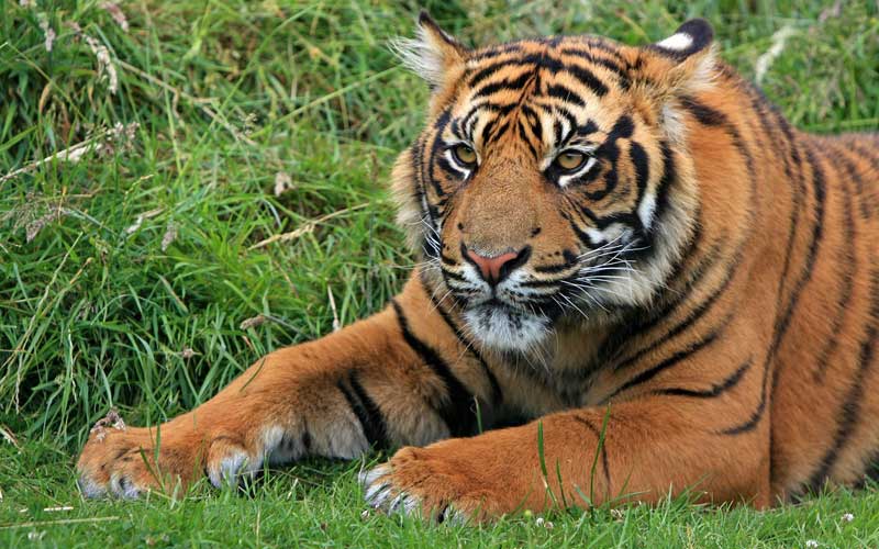 Información sobre el tigre de Sumatra.