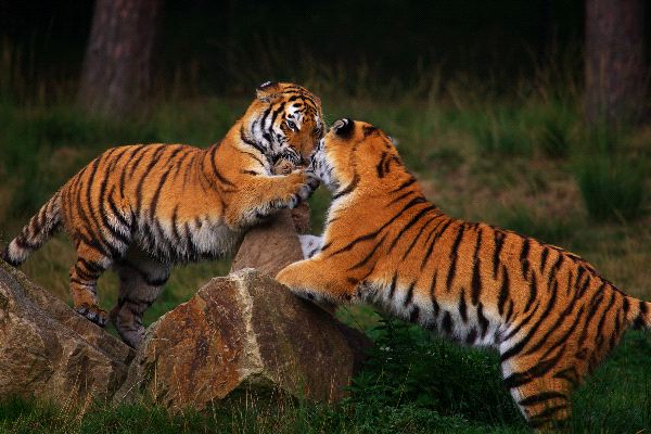 Two Young Siberian Tigers Playing