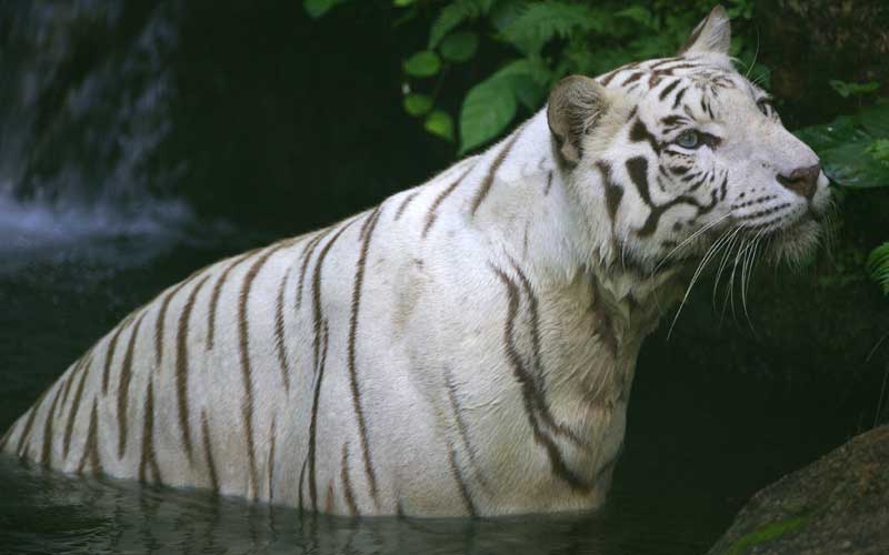 Tiger Physical Characteristics.