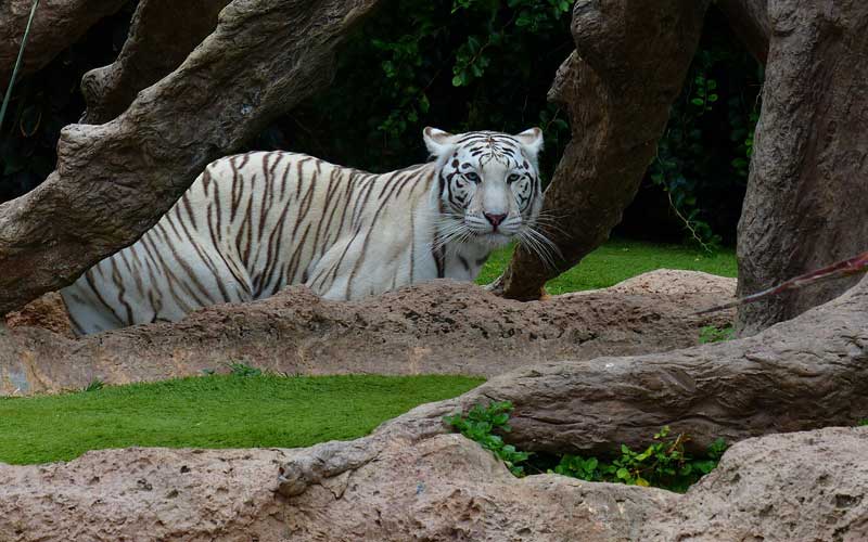 Tigres en zoológicos.