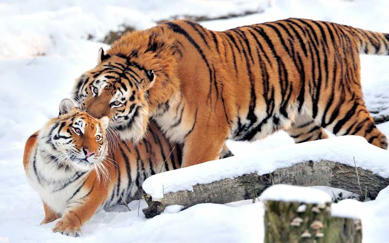 Comunicación de los tigres.