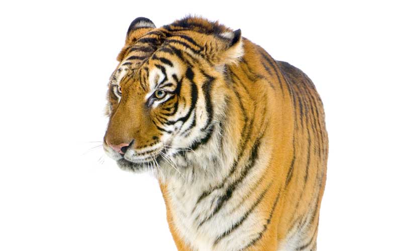 Historia evolutiva de los tigres.