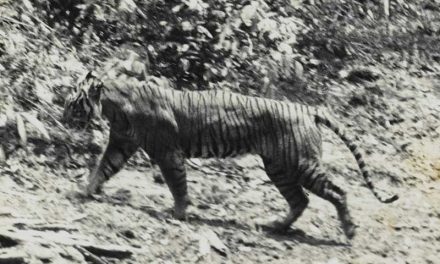 Extinct Tiger Species