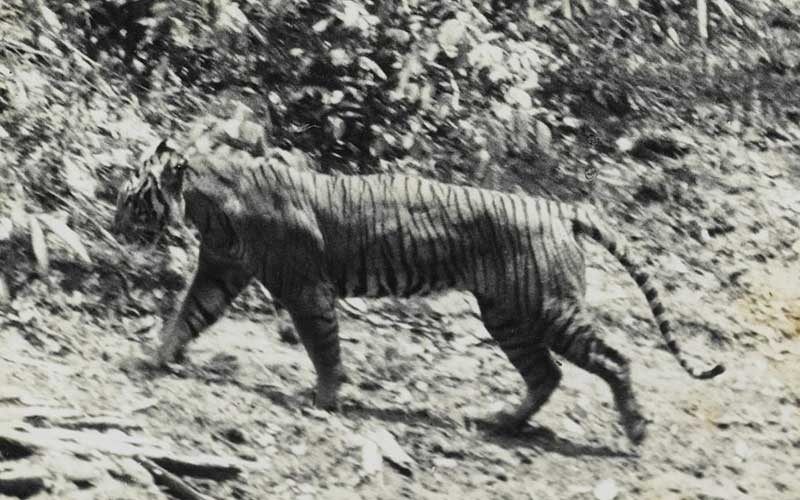 Extinct tigers species.