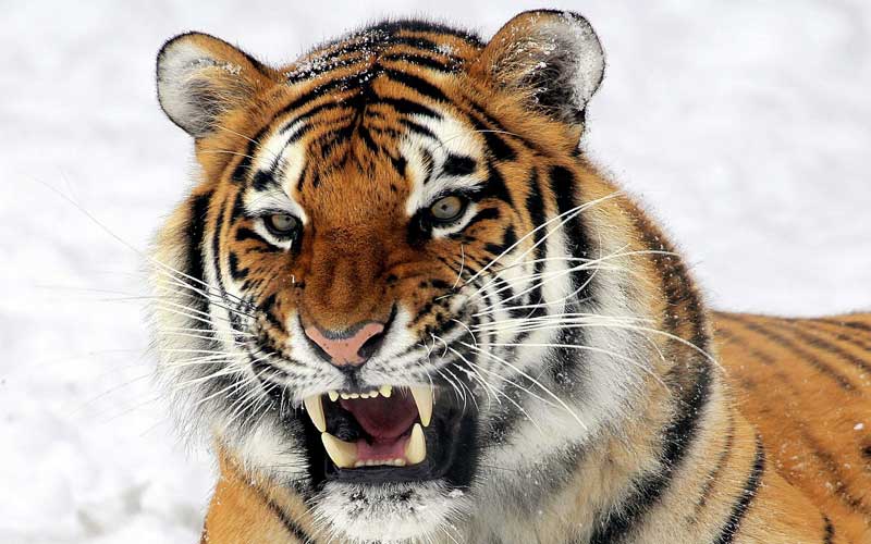 what animals do tigers eat