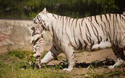 Tiger Reproduction
