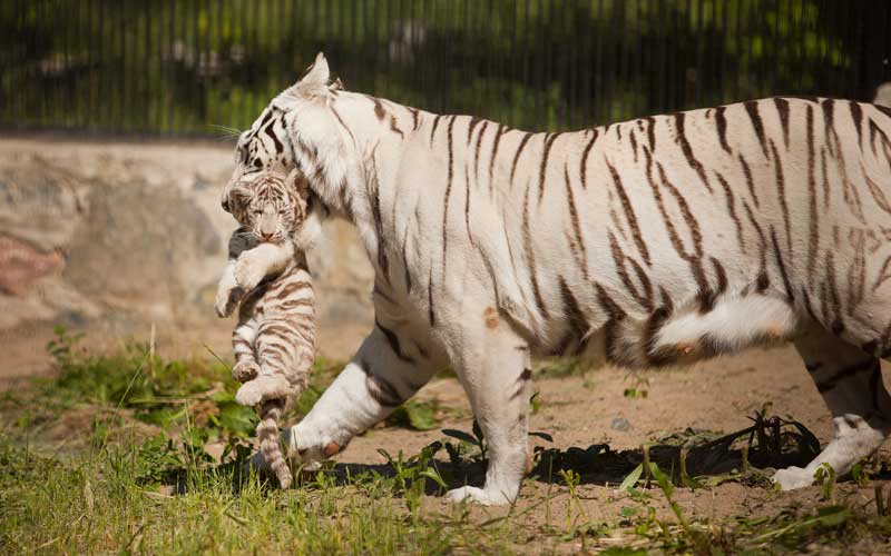 Breeding habits of tigers.