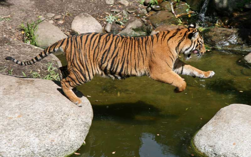 Natural predators of tigers.