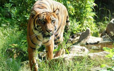 Tiger Distribution and Habitat