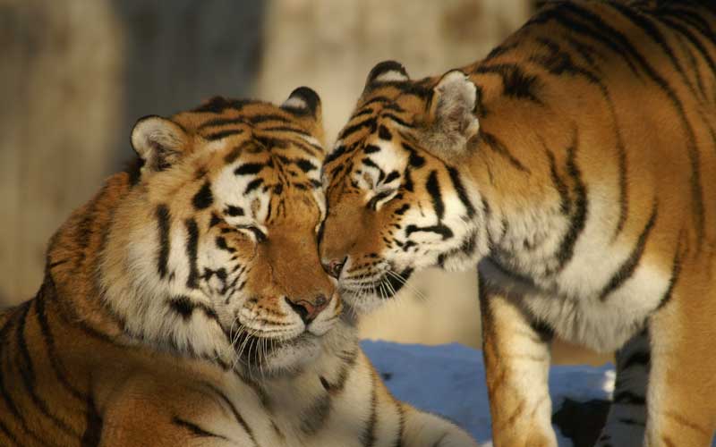 Reproducción de los tigres.