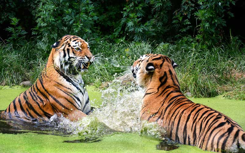 Do Tigers also fight for their territories? Siberian tigers are fighting  with each other