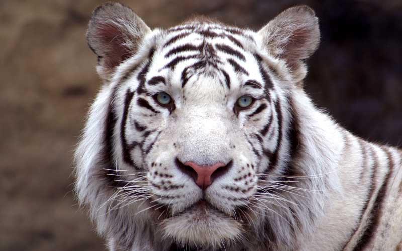 Tiger subspecies.
