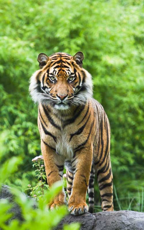 Datos sobre el tigre de Bengala.