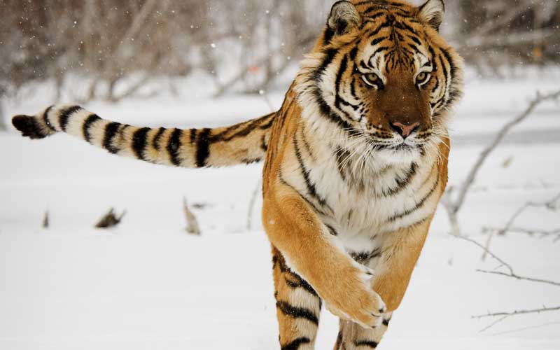 Información sobre el tigre siberiano.