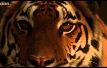 salvar_tigres